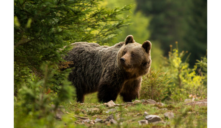 Pohyb medveďa v blízkosti obce Olšovany