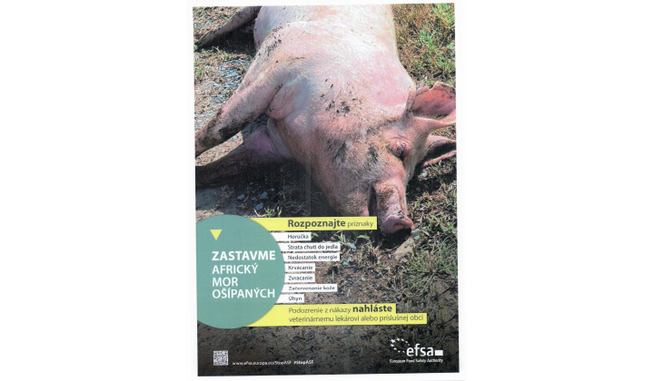Fotka pre článok Africký mor ošípaných